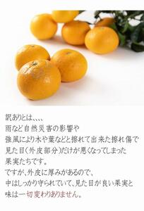 木成り八朔6kg（大小混合）《ご家庭用》ちょっと訳あり　和歌山県より農園直送！まごころ産直みかん【北海道・沖縄県・一部離島 配送不可】はっさく　ハッサク　みかん  わけあり 訳アリ　樹上完熟