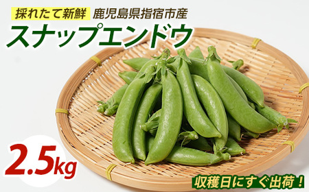 【2026年1月上旬～発送】スナップエンドウ約2.5kg (マツキアグリ/010-2087) えんどう豆 スナップエンドウ 豆 新鮮野菜 旬野菜 産地直送 採れたて 鹿児島県産