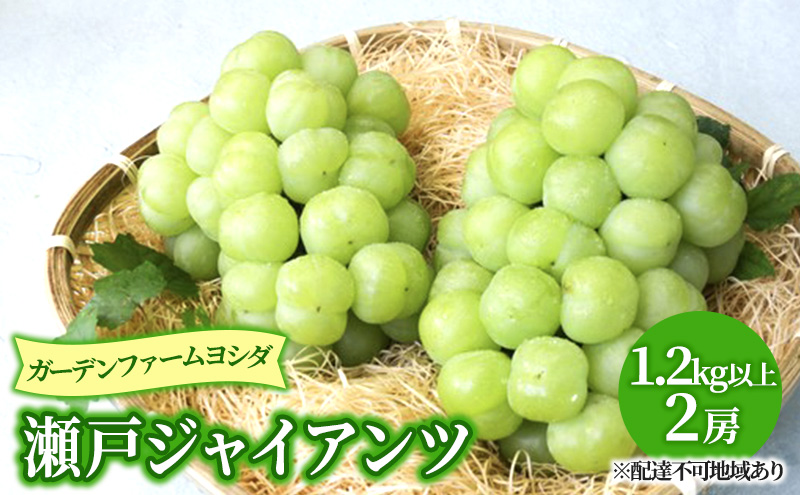 【2026年先行予約】 ぶどう 岡山県産 瀬戸ジャイアンツ 1.2kg以上(2房)《2026年9月上旬-下旬頃出荷》 葡萄 ブドウ 岡山県産 フルーツ 果物 数量限定 期間限定 岡山 里庄町 獲れたて 新鮮 甘い 種無し 