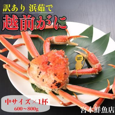 ふるさと納税 越前町 【2026年1月中旬頃より順次発送】【訳あり】《浜茹で》越前がに　中サイズ×1杯