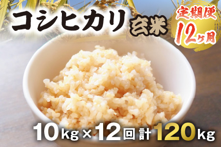 【令和5年産】【農家直送定期便 12ヶ月コース】【玄米】 本原農園のまごころコメた 福井県産 コシヒカリ 10kg × 12回 計120kg [L-8941_02]