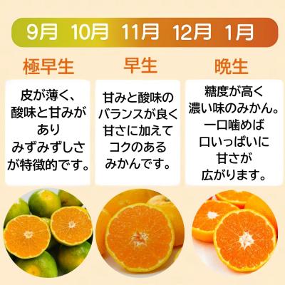 ふるさと納税 愛南町 【随時発送中】 訳あり 愛媛みかん 選べる内容量 5kg みかん職人武田屋 【高評価★4.4】 |  | 01