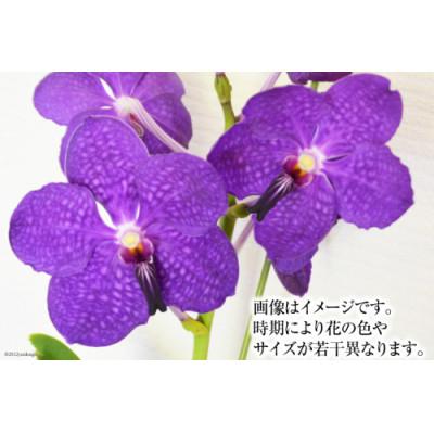 ふるさと納税 島原市 希少な花「華やかな恋」の予感 翡翠蘭(バンダ) 切り花5本 AG052 |  | 01