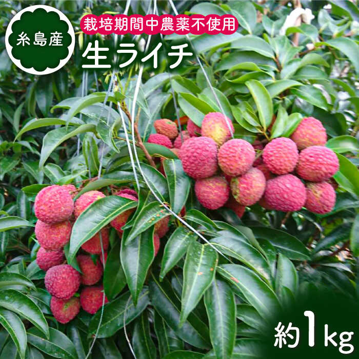 【ふるさと納税】【先行受付】 糸島産 生ライチ(約1kg) 栽培期間中 農薬不使用 【2026年7月中旬〜8月上旬順次発送】 糸島市 / シーブ [AHC014]5万円50000円