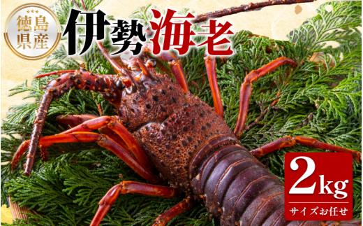 伊勢海老 2kg サイズ お任せ えび エビ 高級 伊勢 伊勢えび 鮮魚 海鮮 魚介 刺身 焼き物 汁物 イセエビ 海老 正月 おせち ギフト 贈答 贈り物 祝い 歳暮 中元 年末 年始 ebi 徳島 阿南 【年末年始 発送対応可能です！】