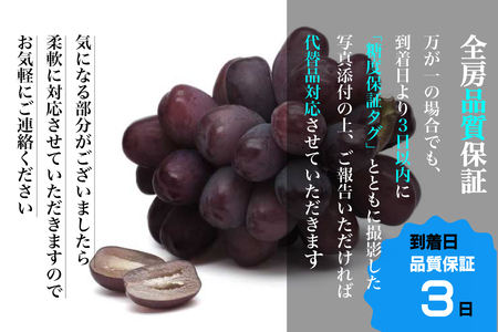 【糖度18度保証付】富士の輝・シャインマスカット食べ比べ 合計約2.1kg 2～5房 FN-Limited 104-020-FN | 【数量限定】旬の美味しいフルーツだけをお届けします【ルッチ Ruc