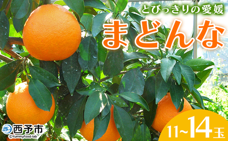 紅まどんなと同品種！＜とびっきりの愛媛 まどんな（11～14玉）＞ マドンナ 愛媛果試第28号 果物 柑橘 フルーツ 期間 旬 季節限定 特産品 産地直送 片山果樹園 西宇和 愛媛県 西予市【常温】『2024年12月中旬～12月下旬迄に順次出荷予定』 MKK0005