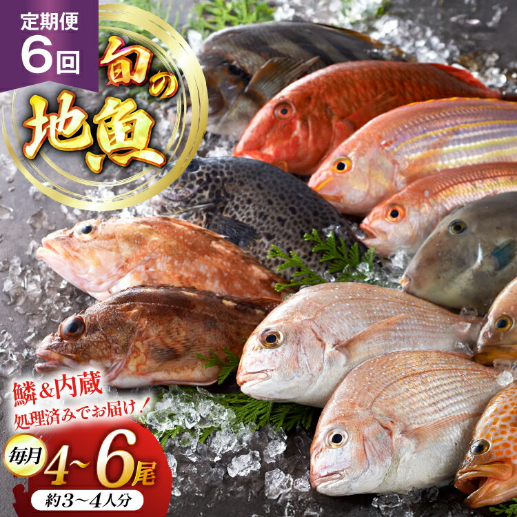 【ふるさと納税】魚 海鮮 朝獲れ 地魚 詰合せ 4〜6尾/回 6回 定期便 [平戸瀬戸市場 長崎県 平戸市 hr42bgy420374] さかな 詰め合わせ 鮮魚