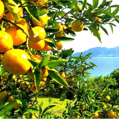 ふるさと納税 今治市 大三島しまなみサボン&香りの島バームギフトセット(シトラス&アロマ島香房上浦町) [VB02230] |  | 03