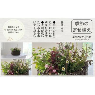 ふるさと納税 小松市 季節の寄せ植え《籐籠》 |  | 01
