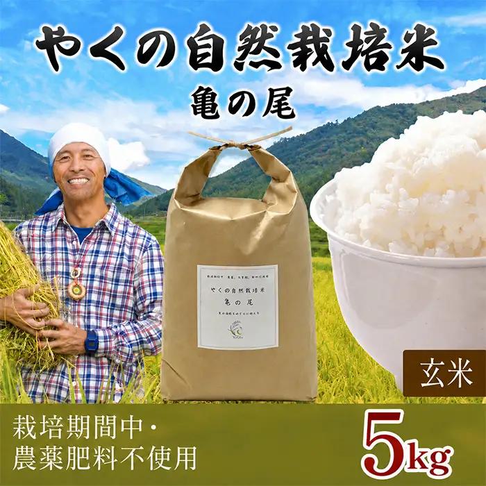 令和8年産 先行予約 やくの自然栽培米 亀の尾 玄米 5kg ゆたか（ゆたか自然農園）