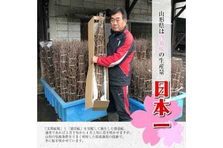 372M12c　啓翁桜 約70cm×10本（12月下旬発送）