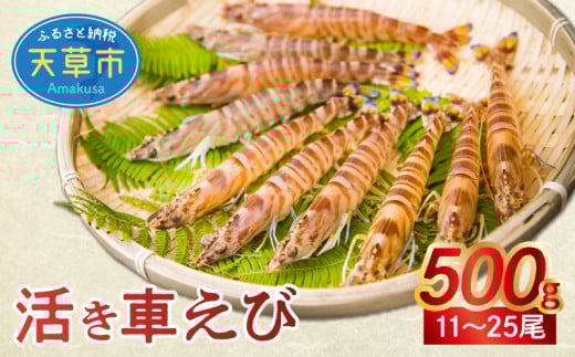 S005-001_【鮮度抜群】厳選・幸福堂の活き車えび(500g)※西日本地域