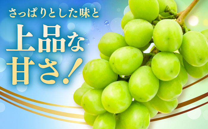 【2025年分発送 先行予約】シャインマスカット 計1.4kg（2房入り） / シャインマスカット ぶどう フルーツ 果物 / 佐賀県 / 石橋果樹園 [41AAAJ001]