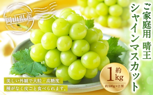 ご家庭用 岡山県産 シャインマスカット 晴王 約1kg （ 500g×2房 ） ぶどう ブドウ 葡萄 マスカット 果物 くだもの フルーツ 国産 【 2026年8月下旬～11月下旬発送予定 】