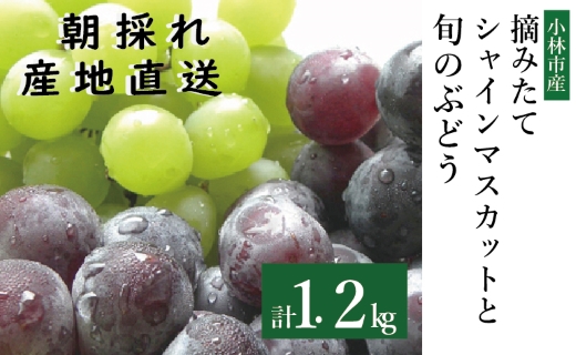 【先行受付・産直もぎたて】摘みたてシャインマスカットと旬のぶどう 1.2㎏程度（国産 フルーツ 果物 くだもの ブドウ シャインマスカット 2025 先行受付 贈答用 限定）