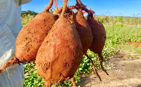 久米島産ちゅら恋紅芋100％使用 『べにいもタルト』大1箱＆中1箱（16個） 紅いも 紅芋タルト しっとり なめらか 口どけ 甘い 優しい 風味 人気 アントシアニン ポリフェノール 抗酸化作用 ホク