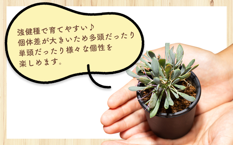 ユーフォルビオイデス オトンナ - 塊根植物 植物 黒鬼城 オトンナ属 強健種 インテリア ナチュラル 自然 グリーン 観葉植物 おしゃれ 癒し かわいい 多肉植物  サキュレントフィールド Succ