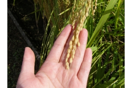 【岡山の酒】御前酒　純米大吟醸「鳳凰」　1800ml ／ 辻本店 真庭 日本酒 純米 大吟醸 地酒【GZN-07】