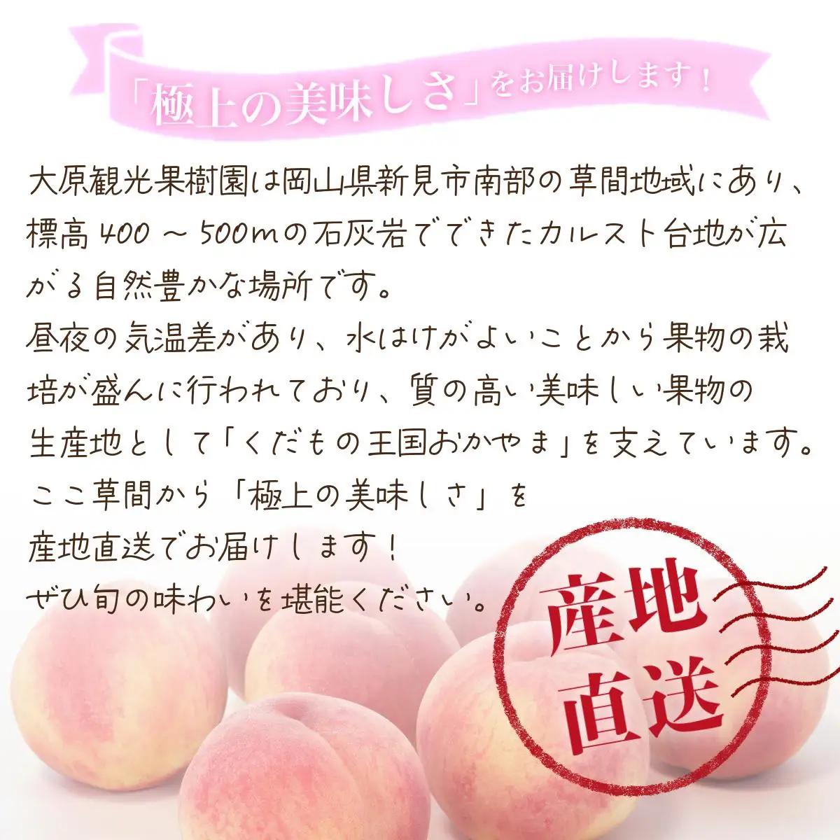 【2026年先行予約】白桃 1箱（約3kg 8玉）桃 もも モモ はくとう フルーツ 【026-a020】