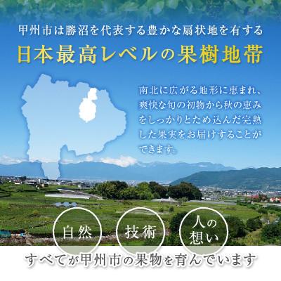 ふるさと納税 甲州市 【2025年先行受付】山梨県甲州市産 すもも『貴陽』約1.5kg(化粧箱中玉7〜10玉) |  | 03