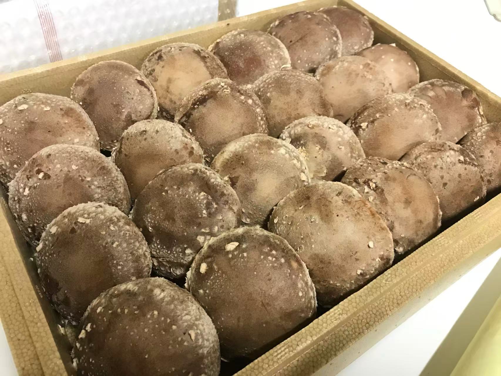 【ふるさと納税】肉厚生しいたけ