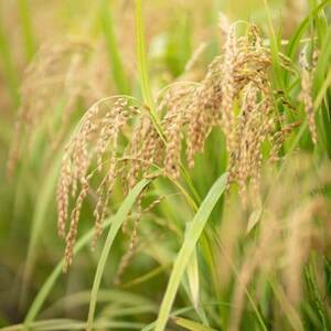 2025年(令和7年)産!日高町小浦の小浦れんげ米【玄米】3kg【1684639】