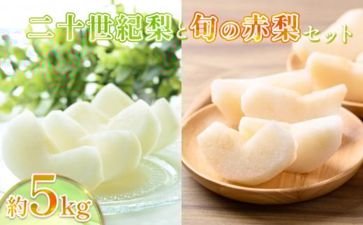 先行予約 二十世紀梨と旬の赤梨セット 5kg｜鳥取 果物 くだもの フルーツ なし 梨 和梨 旬 二十世紀梨 赤梨 品種はおまかせ 数量限定【41038】