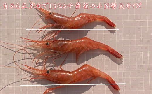 7-008-006　冷凍甘えび 500g（約40尾）
