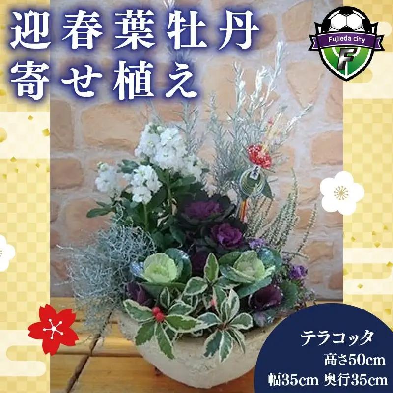 【 先行予約 ：2026年12月から発送 】花 寄せ植え 葉牡丹 正月飾り オンライン決済限定 花 花