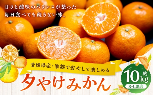 【 愛媛県産 ・ 家族で安心して楽しめる 】 夕やけみかん 約10kg みかん ミカン 柑橘 柑橘系 柑橘類 くだもの 果物 フルーツ 果実 果汁 果肉 国産 【 2026年10月下旬-2027年1月下旬発送予定 】 ( 1104 )