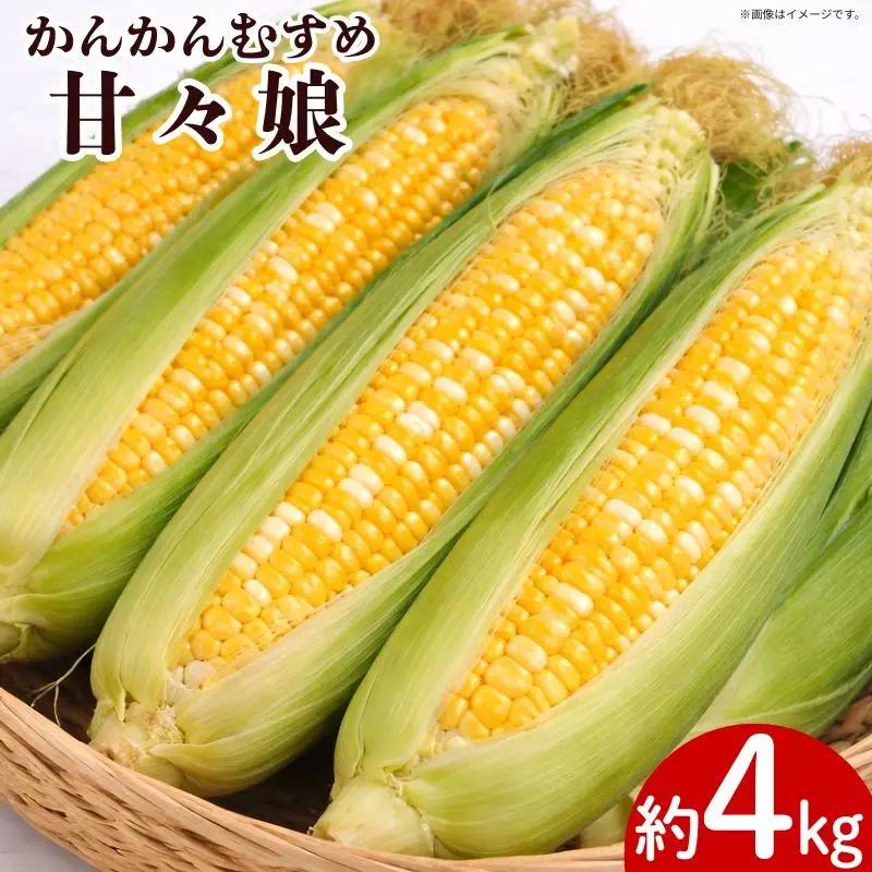 とうもろこし 甘々娘 約4kg Lサイズ 《 2026年6月発送 》