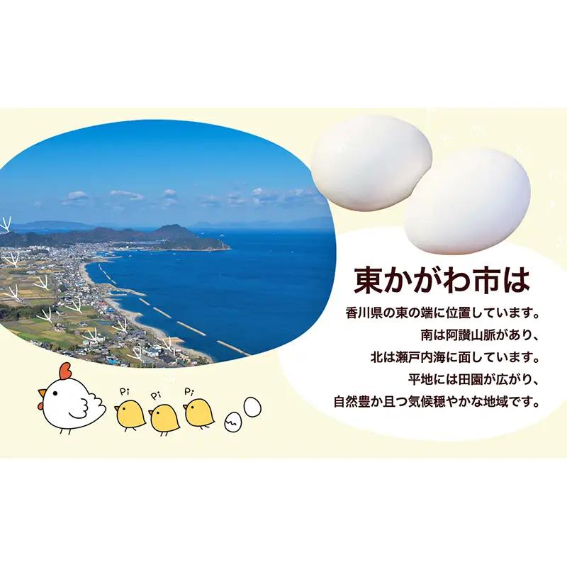 東かがわ市のたまご「鶏卵Mサイズ（10個×5P）」割れ保障1p含む 3ヵ月定期便 たまご 卵 鶏卵 3回 定期便
