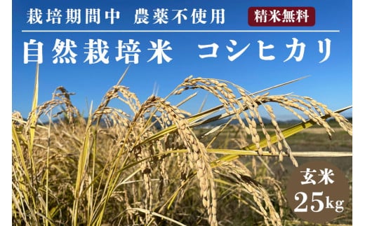 
【先行予約】自然栽培米 コシヒカリ 玄米 25kg　京都府・亀岡産 令和6年産 栽培期間中農薬不使用
※離島への配送不可
※2024年11月以降順次発送予定
