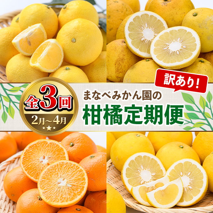 ＜定期便・全3回(2～4月)＞訳あり！まなべみかん園の柑橘定期便(合計12.5kg) 国産 鹿児島県産 阿久根市産 柑橘類 果物 フルーツ みかん ミカン デザート ご家庭用 黄金柑 サワーポメロ 紅八朔 河内晩柑 紅甘夏 【有限会社まなべみかん園】akn034-24