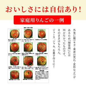 りんご 志賀高原 サンふじ 家庭用 10kg りんご
