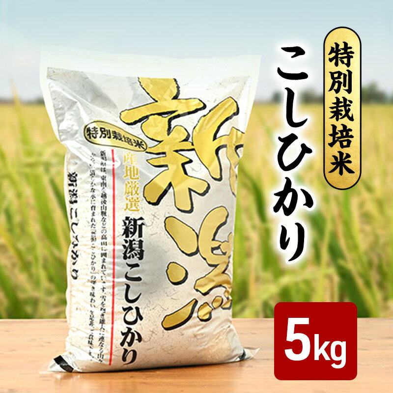 【ふるさと納税】【10月上旬より順次出荷】令和7年産 特別栽培米 こしひかり 白米 5kg お米 精米 白米 米 こしひかり コシヒカリ ご飯 ごはん おにぎり 新潟県産 上越産 新潟県 上越市