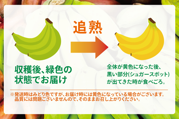 アップルバナナ 約4kg｜バナナ ばなな アップルバナナ フルーツ くだもの 果物 沖縄フルーツ 有機肥料 沖縄 沖縄県 豊見城市(DL003)