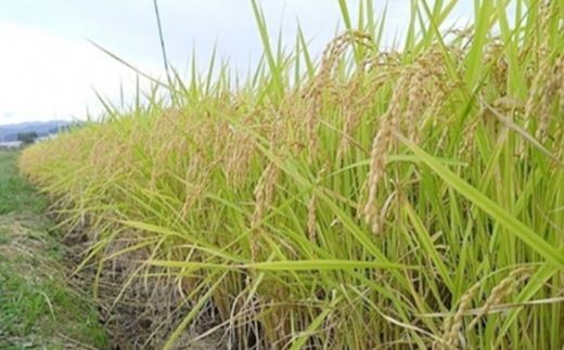 No.3056 【令和6年産】福島県産米「福、笑い」精米 2kg  2袋