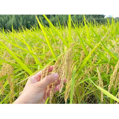 ふるさと納税 潮来市 令和7年産新米　栽培期間出来るだけ農薬を減らして作った「かすみ米」白米 10kg |  | 02