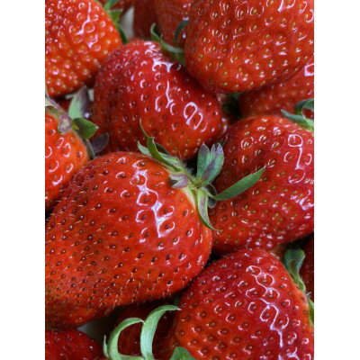 【ふるさと納税】【食べきりサイズ】さぬきひめいちごDXパック　約500g【配送不可地域：離島・北海道・沖縄県・東北・信越、北陸】【1693501】