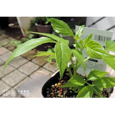 ふるさと納税 筑前町 エルダーフラワー(西洋ニワトコ オーレア)9cmポット苗 |  | 01