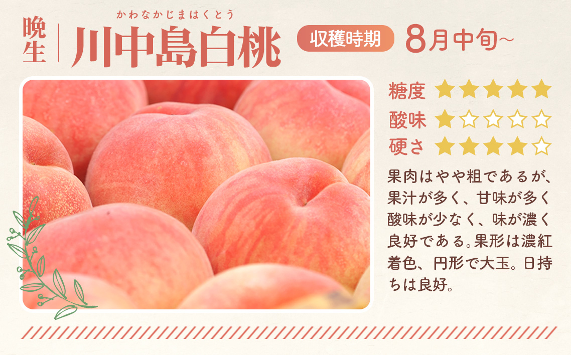 もも【川中島白桃・2026年産先行受付】特秀3kg（9〜11玉）桑折町振興公社 No.184