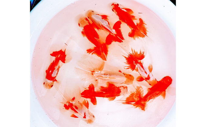 金魚 日本オランダ獅子頭 オランダ獅子頭 四国系 2020年生まれ 1匹 観賞魚 生体 きんぎょ 池 水槽 飼育 ペット 鑑賞 産地直送 生き物 魚 アクアリウム 引田 屋外飼育 屋内飼育 死着補償 発送前連絡 日時相談 香川県 東かがわ市 46310712