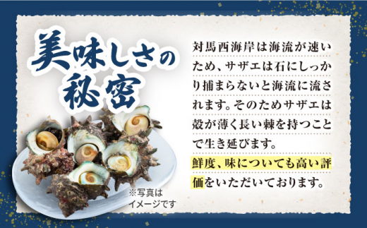 対馬産 活サザエ 刺身 100g×2本《対馬市》【保家商事】 対馬 冷凍 さざえ 貝 魚介 サザエ さしみ 刺し身 お刺し身 贈答 贈り物 ギフト 人気 ランキング 長崎 九州 つしま 対馬市 海鮮 