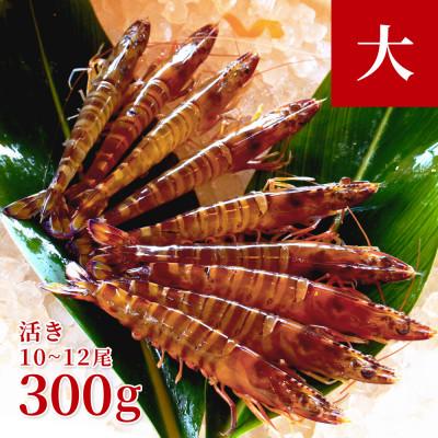 ふるさと納税 宜野座村 【養殖場から直送】活き車海老 大サイズ 約300g(10〜12尾/約15cm)