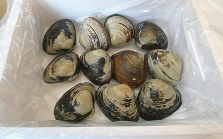 【青森県太平洋沖産】ホッキ貝　約3kg（9～12玉）　【02408-0167】