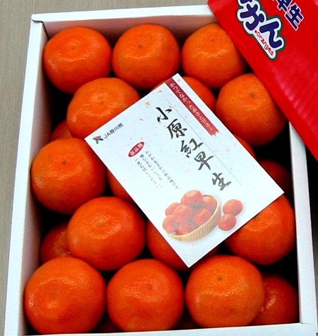 『小原紅早生ハウスみかん』約2kg【予約受付中!令和7年6月下旬より発送!】【B-26】