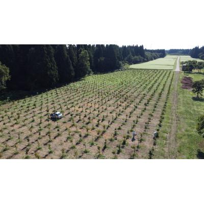 ふるさと納税 十日町市 さと雪のさるなし茶50g×6 |  | 03