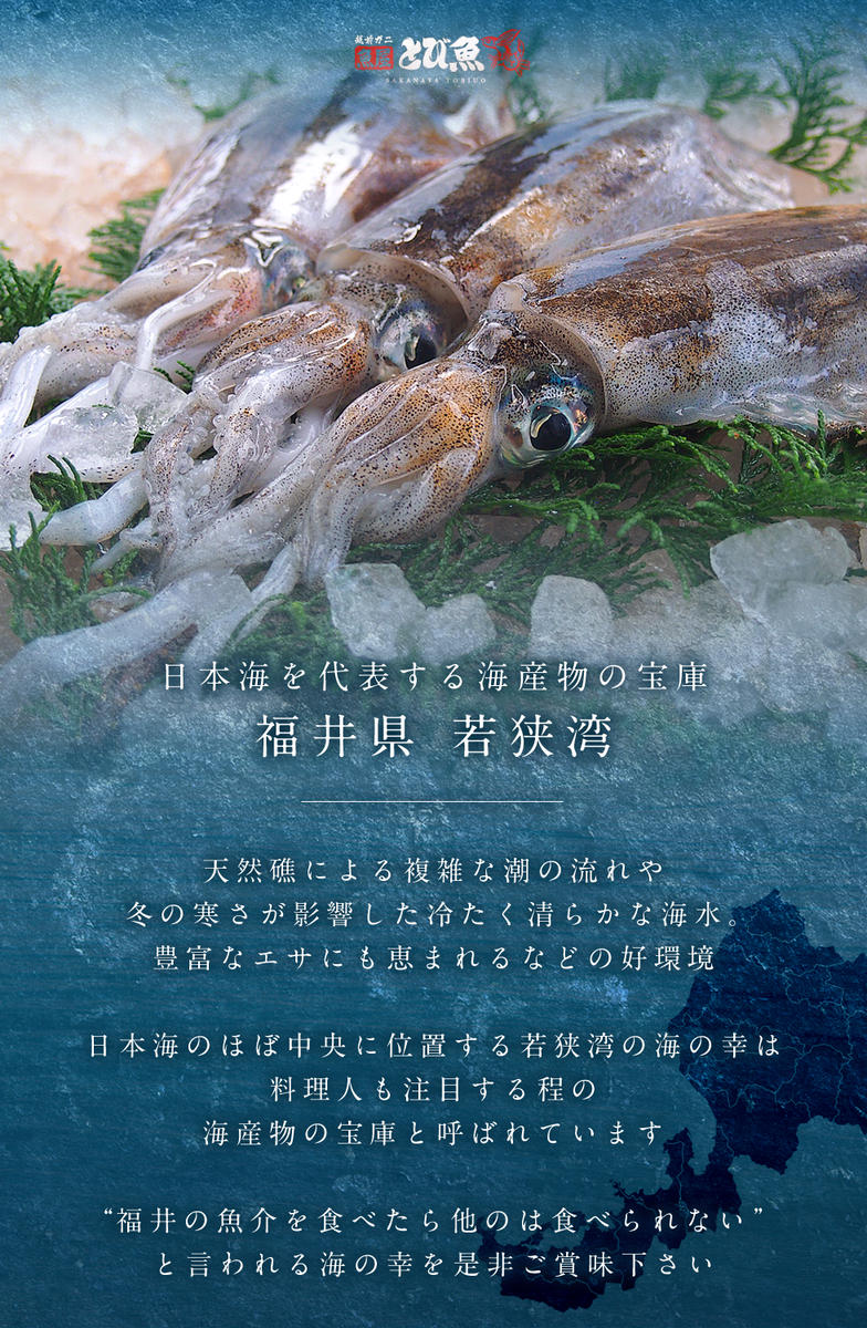 朝どれ アオリイカ 3～8杯 下処理なし セット 詰め合わせ イカ 烏賊 いか 魚介 魚介類 海鮮 海鮮セット 新鮮 福井 福井県 若狭町